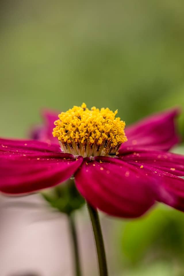 Blüte mit Pollen, die Pollenallergie auslösen können
