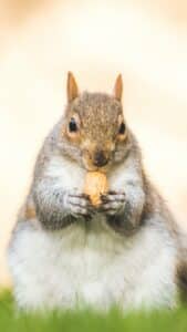 Dickes Eichhörnchen mit Erdnuss
