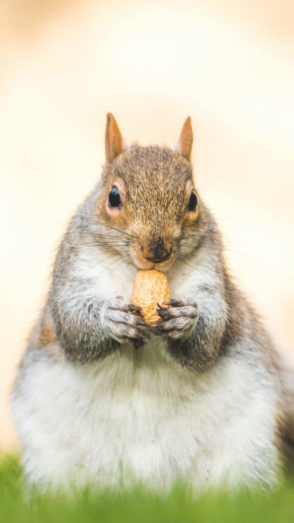 Dickes Eichhörnchen mit Erdnuss